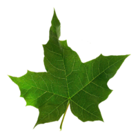 Acer platanoides