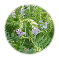 Golega officinalis