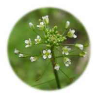Capselia bursa-pastoris