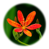 Iris domestica