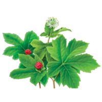 Hydrastis canadensis