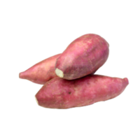 Ipomoea batatas