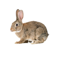 Oryctolagus cuniculus
