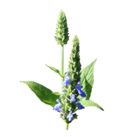 Salvia hispanica