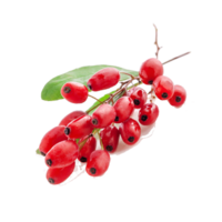 Lycium chinense/barbarum