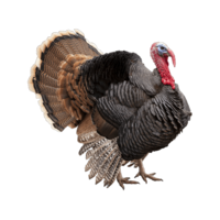 Meleagris