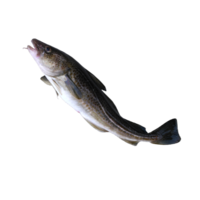 Gadus morhua