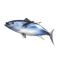 Thunnus thynnus