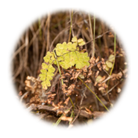 Asplenium lunulatum Sw.