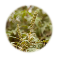 Ambrosia peruviana Willd.