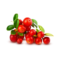 Vaccinium macrocarpon/Vaccinium oxycoccos