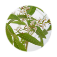 Aloysia triphylla