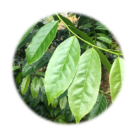 Ilex guayusa