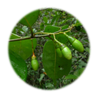 Ocotea quixos