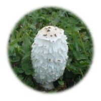 Coprinus comatus