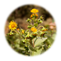 Smallanthus sonchifolius