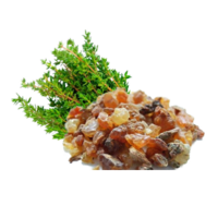 Commiphora