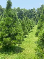 Virginia Pine