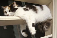 https://commons.wikimedia.org/wiki/File:RELAXED_CAT.jpg