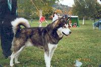 NUch Najanins Yukon Jack (1988 - 2001)
