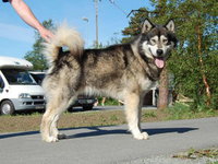 NSuch Nordiclight's Canadian Casper (2003 - 2008)