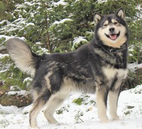NTch SE (POLAR)CH NUch Trap Line Daredevil Bison WTD WTDX