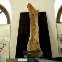 Femore di Mastodonte