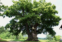 Lipa malolistá