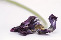 September: Tema: Forfall natur. Vinner: Trond Folkestad Fredriksen