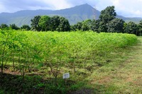 Moringa plantation in Ethiopia