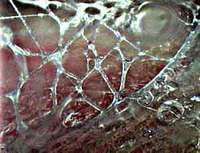 Fascia