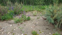 Lupin Foto: MidNat