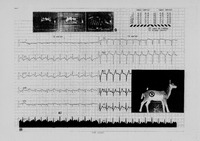 Cardiographies (24) (2012)