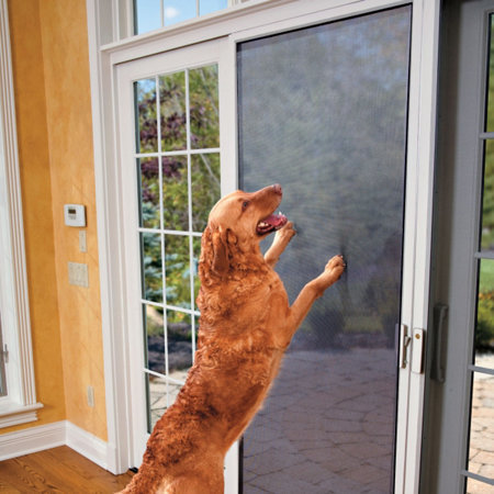 dog proof screens