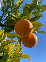 Appelsiner i hagen