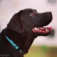 Blue Mountains Lab's Finland "Phibi"