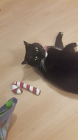 our cat, Jasper
