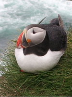Lunnefågel