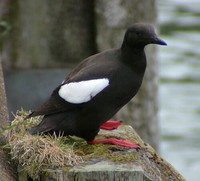 Tobisgrissla