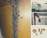 Insect-Free Rágcsáló és Rovarirtás, Fertőtlenítés