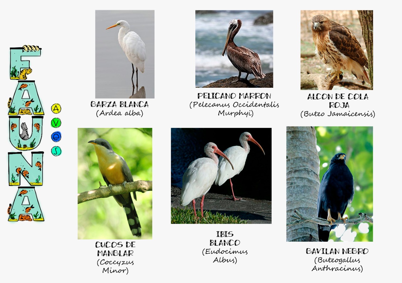 Fauna de Campeche Manglares de Campeche Fauna de Campeche Manglares de Campeche