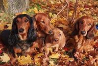 Wera, Aja, Lasse (Basset Fauve bretagne) & Uno