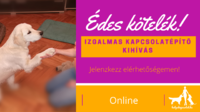 Tréning kutyáknak Online
