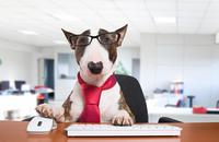 Plan de empresa - BlueMg -