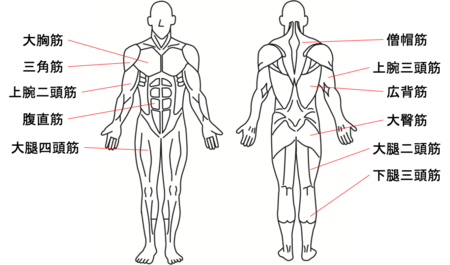 トレーニング種目一覧 部位別 筋トレ動画付き