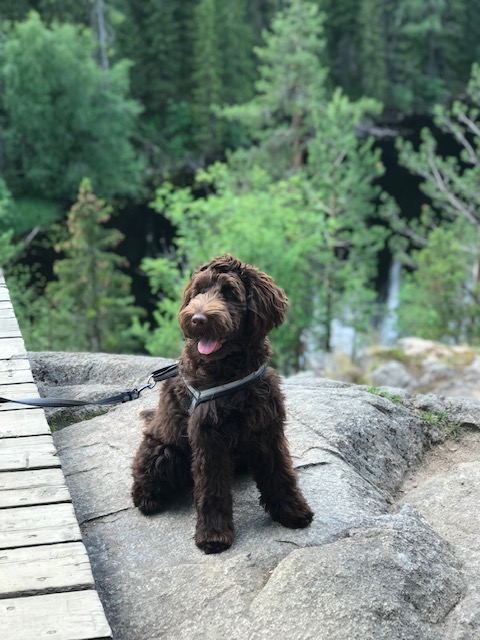 labradoodle wirehaired