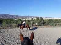 Reiten lernen für GROSS und Klein
