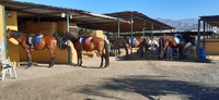 Amigable para los caballos