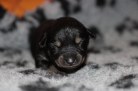 Black & tan tik (lila)