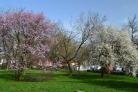Přilehlý park v květnu